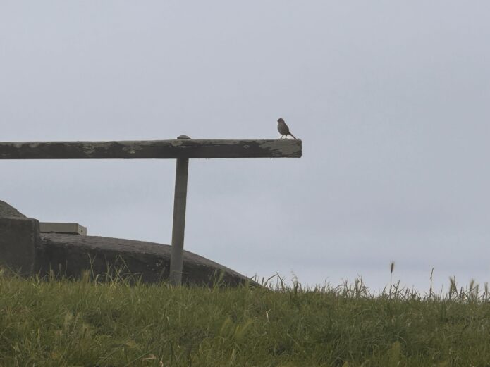 Solitary bird on a weathered post by San Francisco Bay with fog. A quiet checklist in sight.