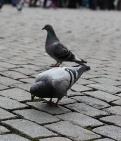 What Does Success Mean?