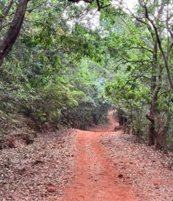 The Comfort of the Known