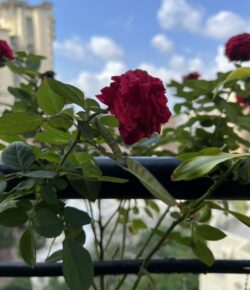 Stop and Smell the… Tyres?