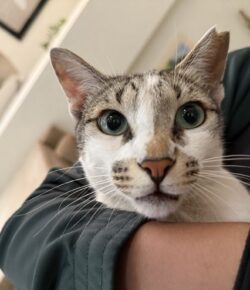 Cats the Musical in Mumbai, and the Poet Who Started It