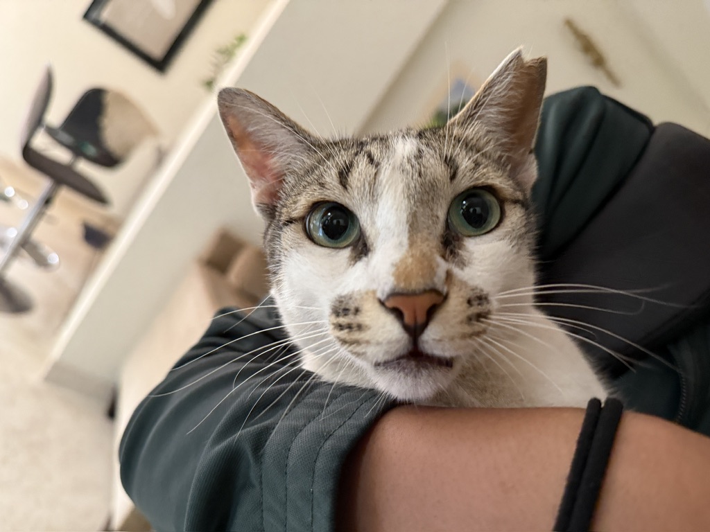 A tabby and white cat resting on a person's shoulder, looking straight at the camera